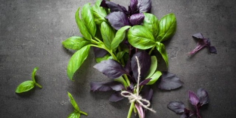 Kako i kada sijati bosiljak za rasad